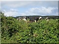 NS2813 : Cattle, Garryhorn by Richard Webb