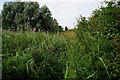 Path at Willow Garth Nature Reserve, Knottingley