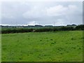 Pasture at Low Hesleyhurst