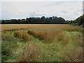 Arable field at Bilton Hill