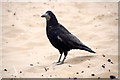 Rook (Corvus frugilegus), St Andrews