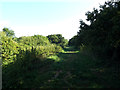 TL0652 : Bridleway to Ravensden Road by Geographer