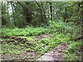 Concrete hut bases in Codlins Wood