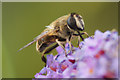 The hoverfly Eristalis tenax, Kinloch Rannoch