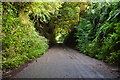 Mid Devon : Country Lane