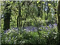 Bluebells near Kerney Bridge