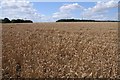 Wheat field on Mawsley Road