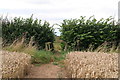 TA2205 : Ripe wheat, a hazel hedge and a footbridge on the path to Laceby by Chris