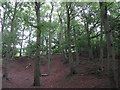 Woodland on Leckhampton Hill