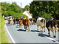 The Great Godmanstone cattle drive