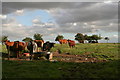 TF3296 : Fulstow: cattle in an old pasture field on a stormy afternoon by Chris