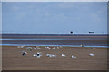 SD3016 : Gulls on Birkdale Sands by Mike Pennington