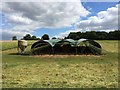 Turkeys in the shade of the barn