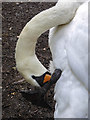 TQ2786 : Mute Swan Preening, Hampstead Ponds, London NW3 by Christine Matthews