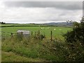 Sheep, Guiltree Hill