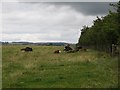 Cattle near Commonhead