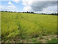 Arable land adjacent to Shilbottle Grange