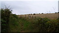 On the Wales Coast Path in July