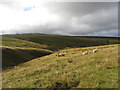 SO0715 : Sheep above Cwm Callan by Gareth James