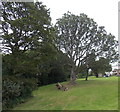 Trees on the west side of Blackett Avenue, Malpas, Newport