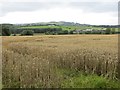 Wheat, Broomberry