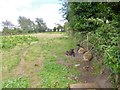 East Knighton, sheep grazing