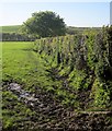 Hedge near Jericho