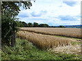 Field of barley near Staffield