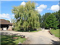 Willow tree at Limbourne Farm