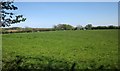 SX7957 : Cattle near Luscombe Cross by Derek Harper