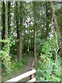 Path through woodland north of Bowerwood