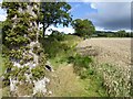 Path by field of grain, Hembercombe