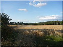 NT5370 : East Lothian Landscape : Field Scene Near Beech Hill by Richard West