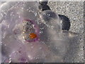 NL9344 : Sandaig: an orange creepy-crawly on a jellyfish by Chris Downer