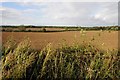 Farmland near White Lodge Farm