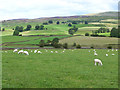 NY5943 : Field of sheep near Renwick by Oliver Dixon
