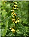 Yellow Archangel near the Avon