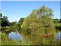 Pond near Morley Farmhouse