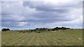 NZ0993 : Rock outcrop in hay field by Russel Wills