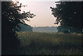 Cows grazing on Wanstead Flats