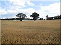 Douglaslake Farm, Fittleworth