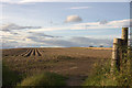 Potato field near Stanley