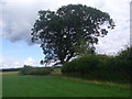 Majestic oak in hedge near Falla Farm, Jedburgh