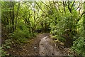 Horse Close Wood