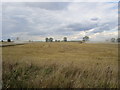 Two combine harvesters at work