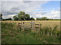 Footpath across a wheatfield