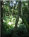 Small derelict sandstone quarry, University of Warwick campus, Coventry