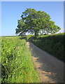 Lane near Fishleigh Down