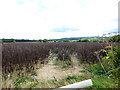 Looking into field from Itchel Lane