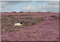 SE8494 : Sheep in heather by Pauline E